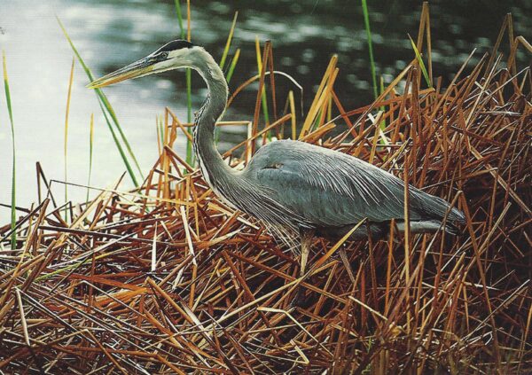 Great Blue Heron in the Reeds Notecard FN392