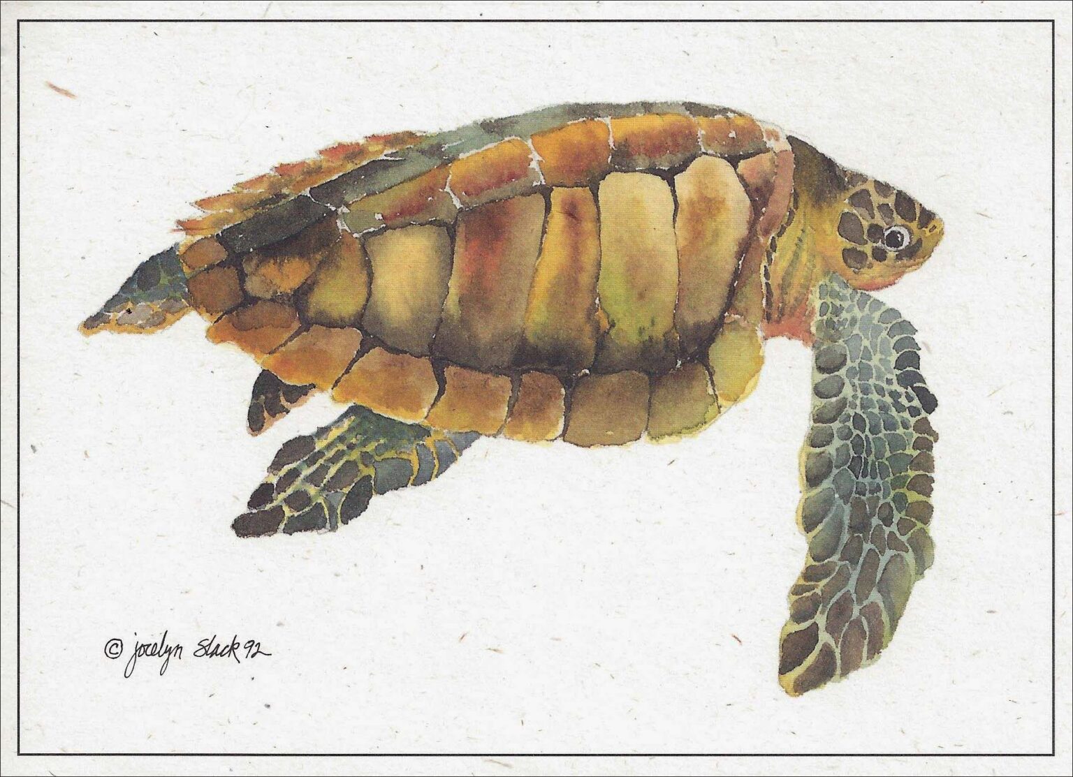 Olive Ridley Turtle Notecard SN546 | Crane Creek Graphics