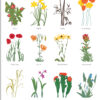 2022 Botanical Images Calendar by Henry Evans CA22E - Image 2