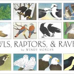 NBRR12 Owls and Raptors Assortment Box