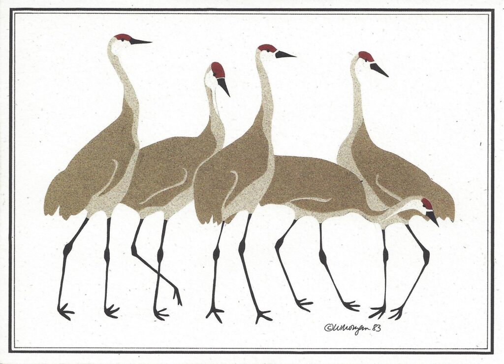 NC008 Sandhill Cranes