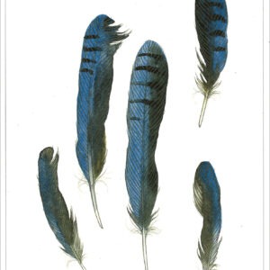 DN431 Steller's Jay Notecard