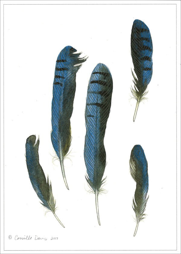 DN431 Steller's Jay Notecard