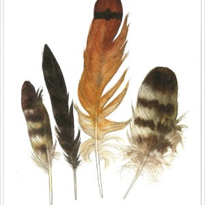 DN432 Red-tailed Hawk Feathers Notecard