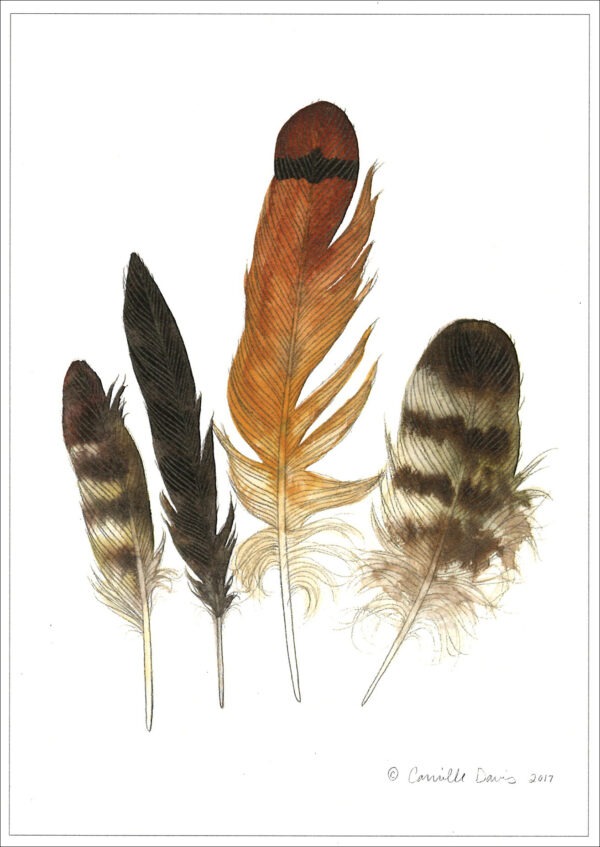 DN432 Red-tailed Hawk Feathers Notecard