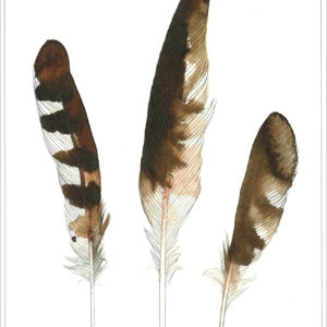 DN434 Osprey Feathers Notecard