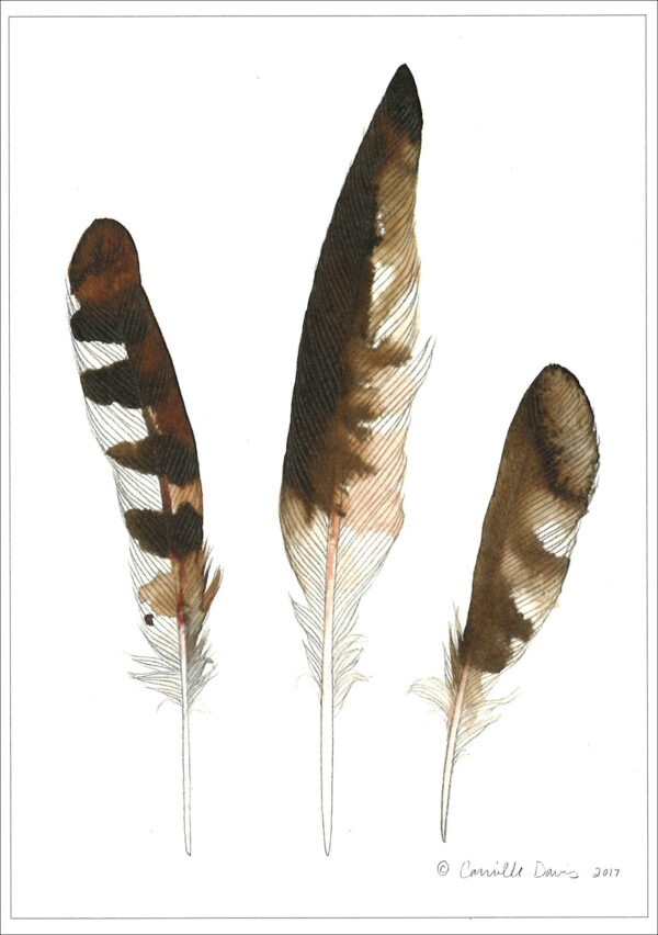 DN434 Osprey Feathers Notecard
