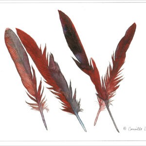 DN435 Northern Cardinal Feathers Notecard