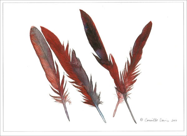 DN435 Northern Cardinal Feathers Notecard