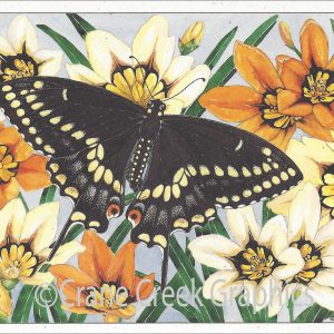 AN807 Black Swallowtail Notecard