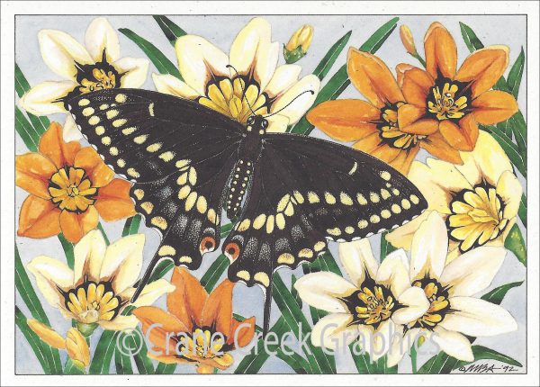 AN807 Black Swallowtail Notecard