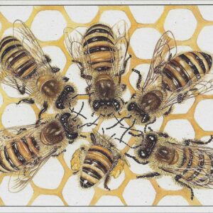 AN832 Honeybees Notecard