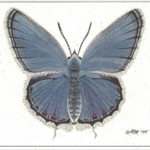 AN833 Eastern Tailed Blue Butterfly Notecard
