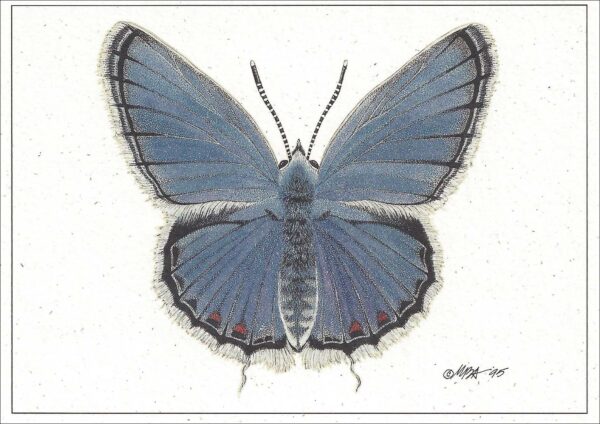 AN833 Eastern Tailed Blue Butterfly Notecard