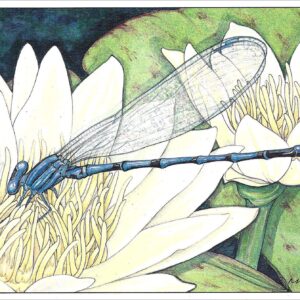 AN856 Violet Tail Damselfly Notecard