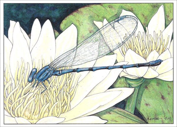 AN856 Violet Tail Damselfly Notecard