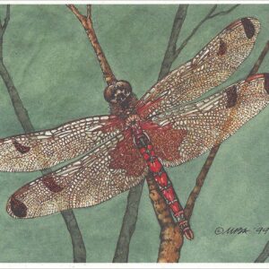 AN860 Elisa Skimmer Dragonfly Notecard