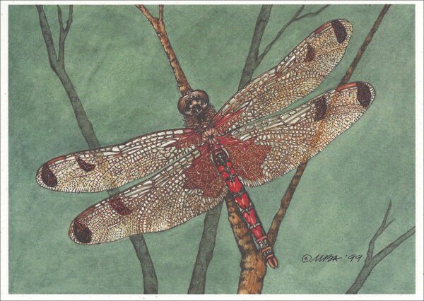 AN860 Elisa Skimmer Dragonfly Notecard