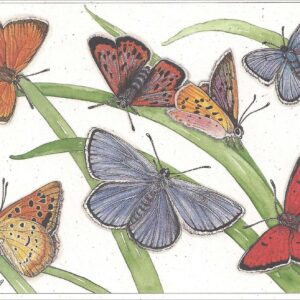 AN861 Lycaenidae butterflies Notecard