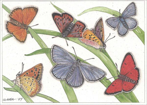 AN861 Lycaenidae butterflies Notecard