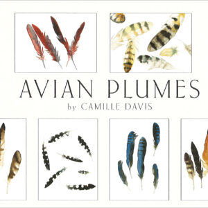 DBAP12 Avian Plumes Assortment