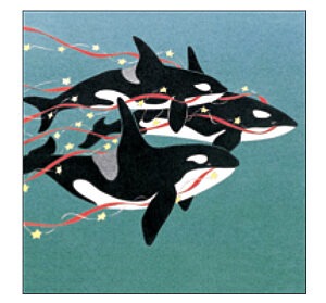CP96 Killer Whales- Orcas Coasters