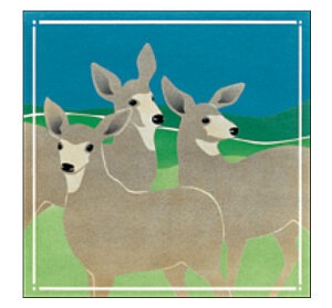 CP0108 Mule Deer Coaster Pack