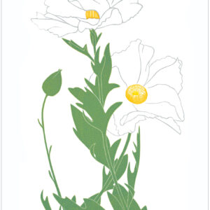 EN7002 Matilija Poppies Notecard