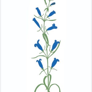 EN7003 Penstemon Notecard