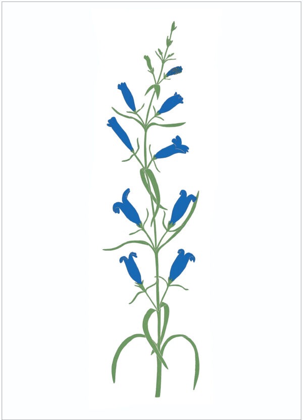 EN7003 Penstemon Notecard