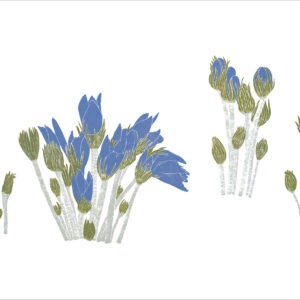 EN7007 Pasque Flowers Notecard