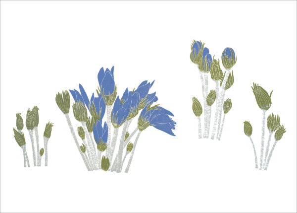 EN7007 Pasque Flowers Notecard