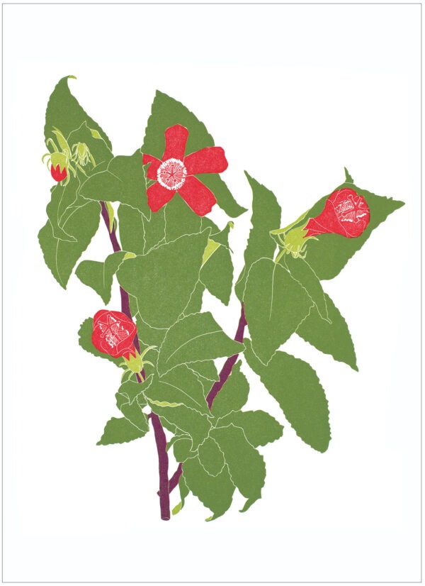 EN 7008 Hibiscus Notecard