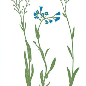EN7009 Forget-Me-Not Notecard