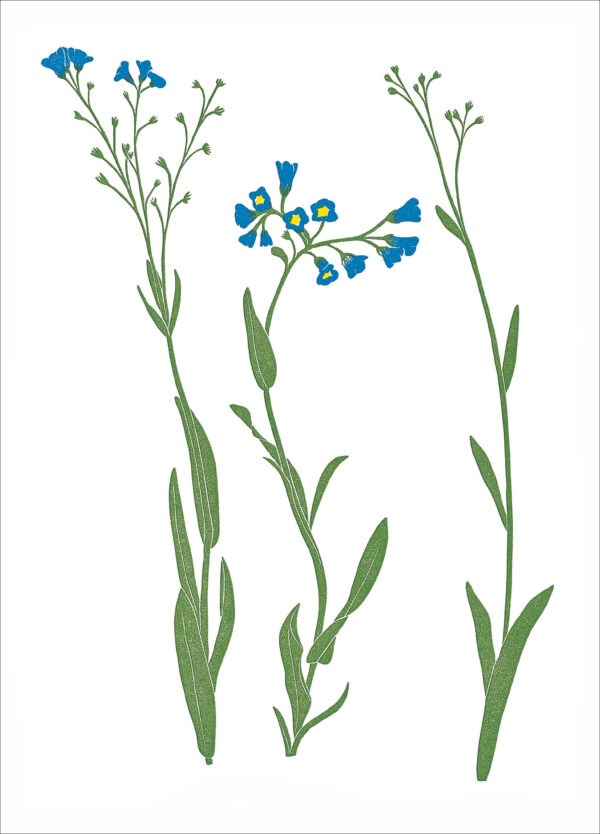 EN7009 Forget-Me-Not Notecard