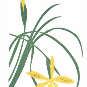 EN702 Yellow Iris Notecard