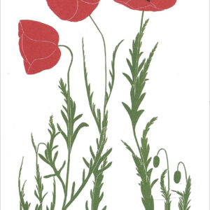 EN706 Flanders Poppies Notecard