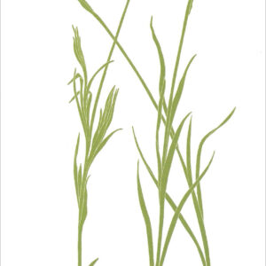 EN707 Cornflowers Notecard