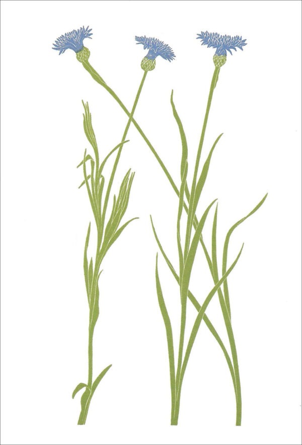 EN707 Cornflowers Notecard