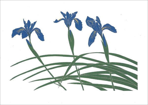 EN709 Wild Iris Notecard