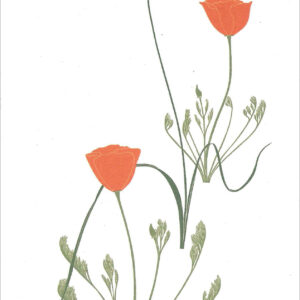 EN711 Poppies Brodiaea Notecard