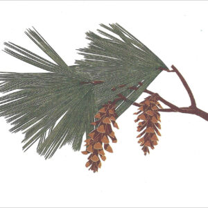 EN715 White Pine Notecard