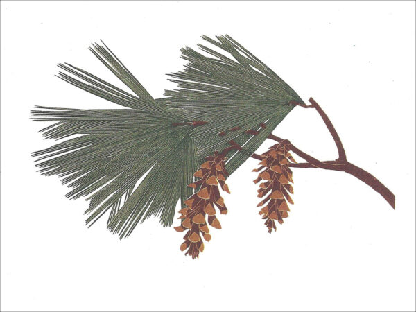 EN715 White Pine Notecard