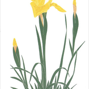 EN723 Iris Hybrid Notecard