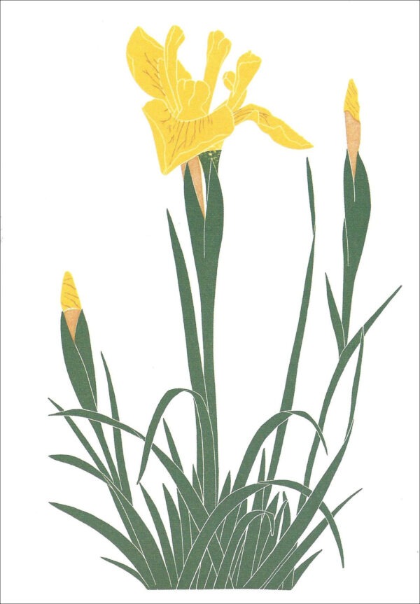 EN723 Iris Hybrid Notecard
