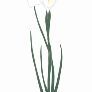 EN724 Iris Hybrid Notecard Temporarily Out of Stock