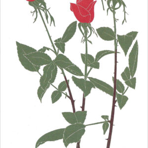 EN726 Red Roses Notecard