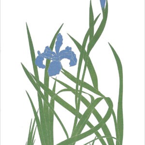 EN728 Iris Species Notecard
