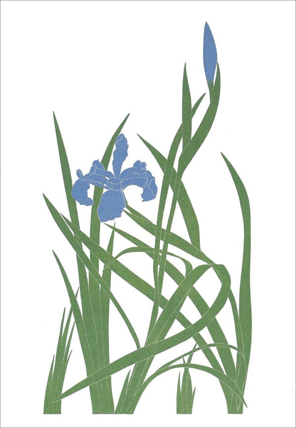 EN728 Iris Species Notecard