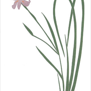 EN729 Iris-Nepalensis Notecard